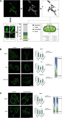 Super-Resolution Quantification of T2DM-Induced Mitochondrial Morphology Changes and Their Implications in Pharmacodynamics of Metformin and Sorafenib